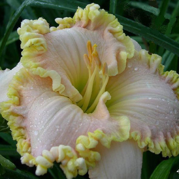 Amelia Island Holiday