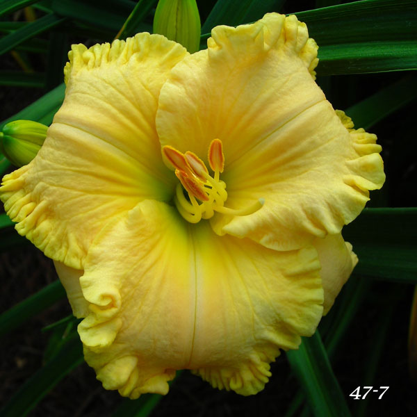 Kennesaw Mountain Honeysuckle