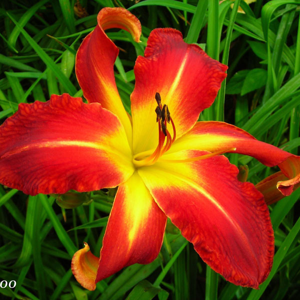 Red Hot Chili Pepper