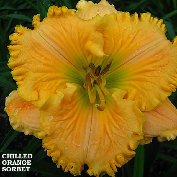 Chilled Orange Sorbet