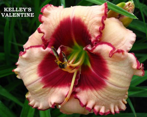 Kelley's Valentine