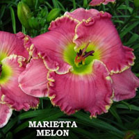 Kennesaw Mountain Blue Saphire