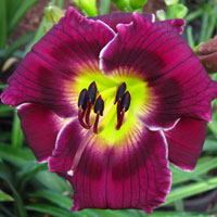 Kennesaw Mountain Blue Saphire