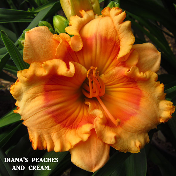 Diana's Peaches and Cream