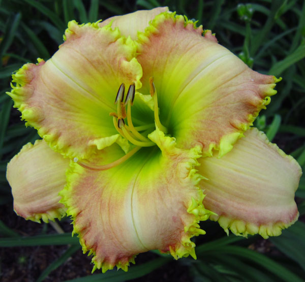 TOOTH FAIRY PRINCESS