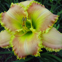 Tooth Fairy Princess