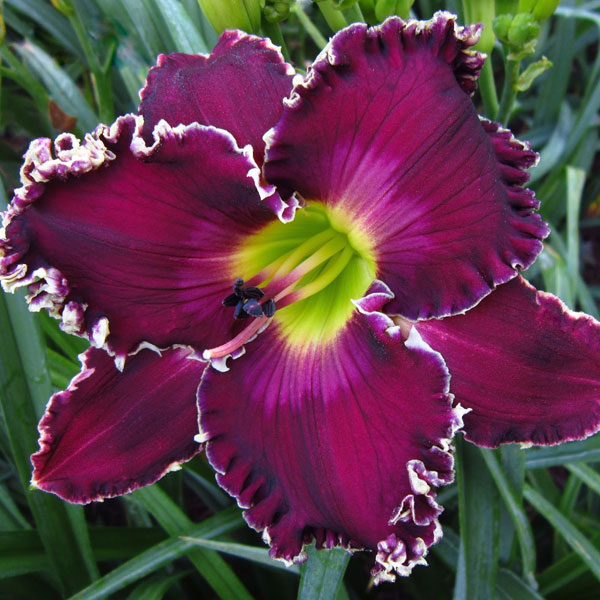 KENNESAW BLUE SAPPHIRE