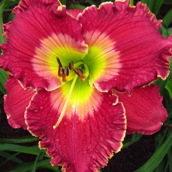 LILY&rsquo;S CHRISTMAS SLIPPERS