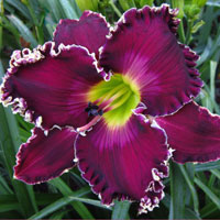 Kennesaw Mountain Blue Saphire