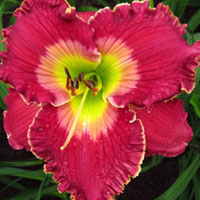 Lily's Christmas Slippers