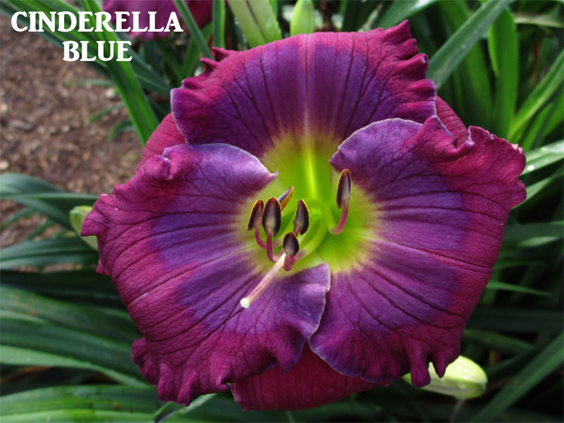 CINDERELLA BLUE