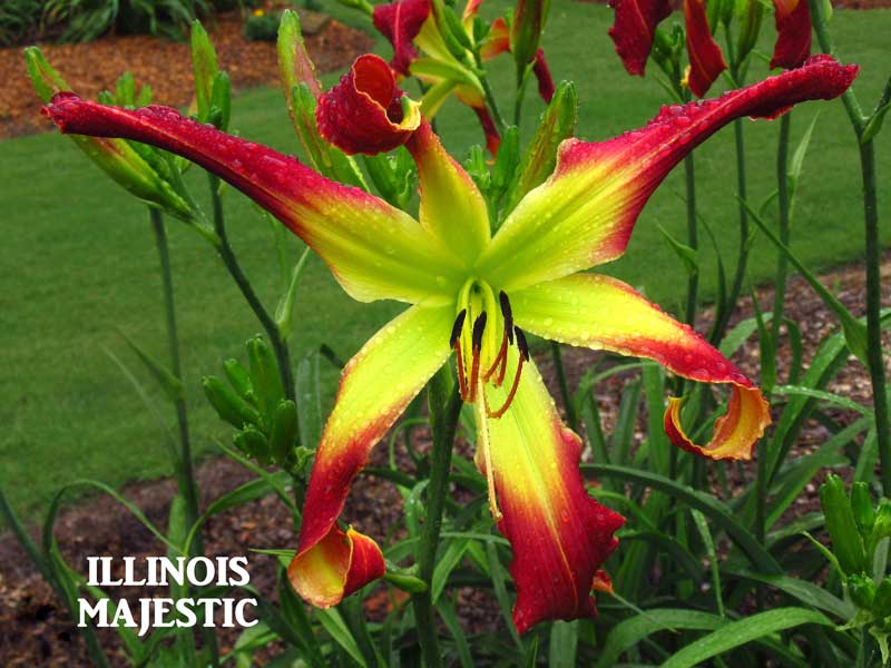ILLINOIS MAJESTIC